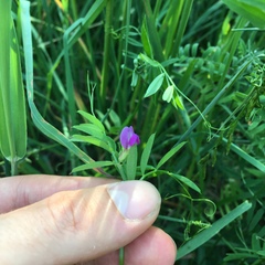 Vicia sativa