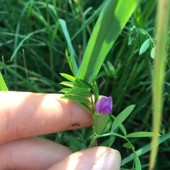Vicia sativa