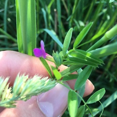 Vicia sativa