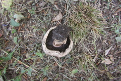 Agaricus