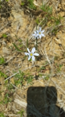 Sisyrinchium albidum