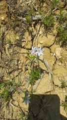Sisyrinchium albidum