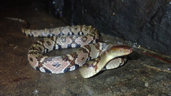 Trimerodytes aequifasciatus