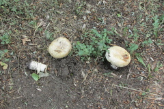 Agaricus