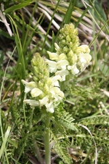 Pedicularis comosa