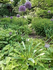Allium aflatunense