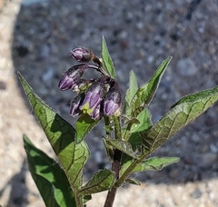 Solanum dulcamara