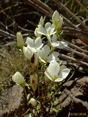 Gentianella stellata