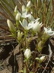 Gentianella stellata