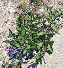 Solanum dulcamara