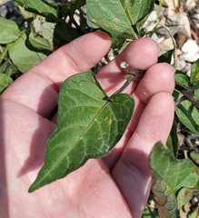 Solanum dulcamara