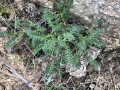 Acaena pinnatifida californica