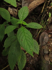 Klaprothia mentzelioides