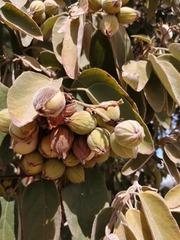 Cordia boissieri
