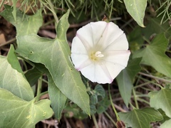 Calystegia purpurata