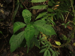 Hoffmannia longipetiolata