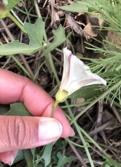Calystegia purpurata