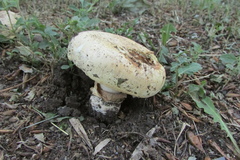 Agaricus