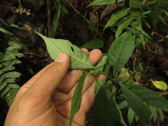 Hoffmannia longipetiolata