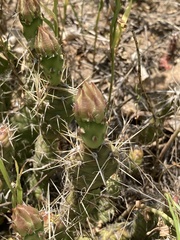 Opuntia fragilis
