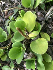 Peperomia obtusifolia
