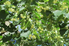 Tilia cordata