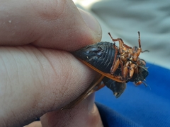 Magicicada cassinii