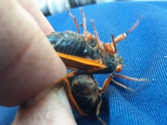 Magicicada cassinii