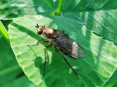 Dolichopus ungulatus