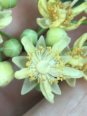 Tilia americana heterophylla