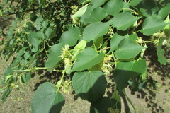 Tilia cordata