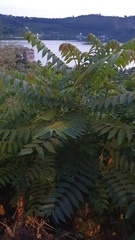 Ailanthus altissima
