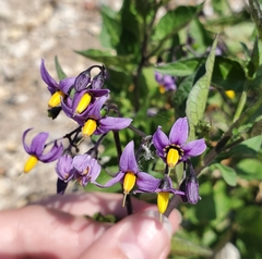 Solanum dulcamara