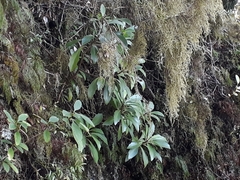 Brachyglottis kirkii