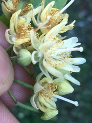 Tilia americana heterophylla