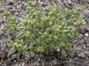 Nevada Wormwood - Photo (c) Jim Morefield, some rights reserved (CC BY)