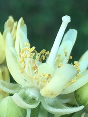 Tilia americana heterophylla