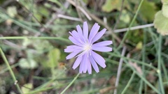 Lactuca perennis