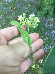 Tilia americana heterophylla