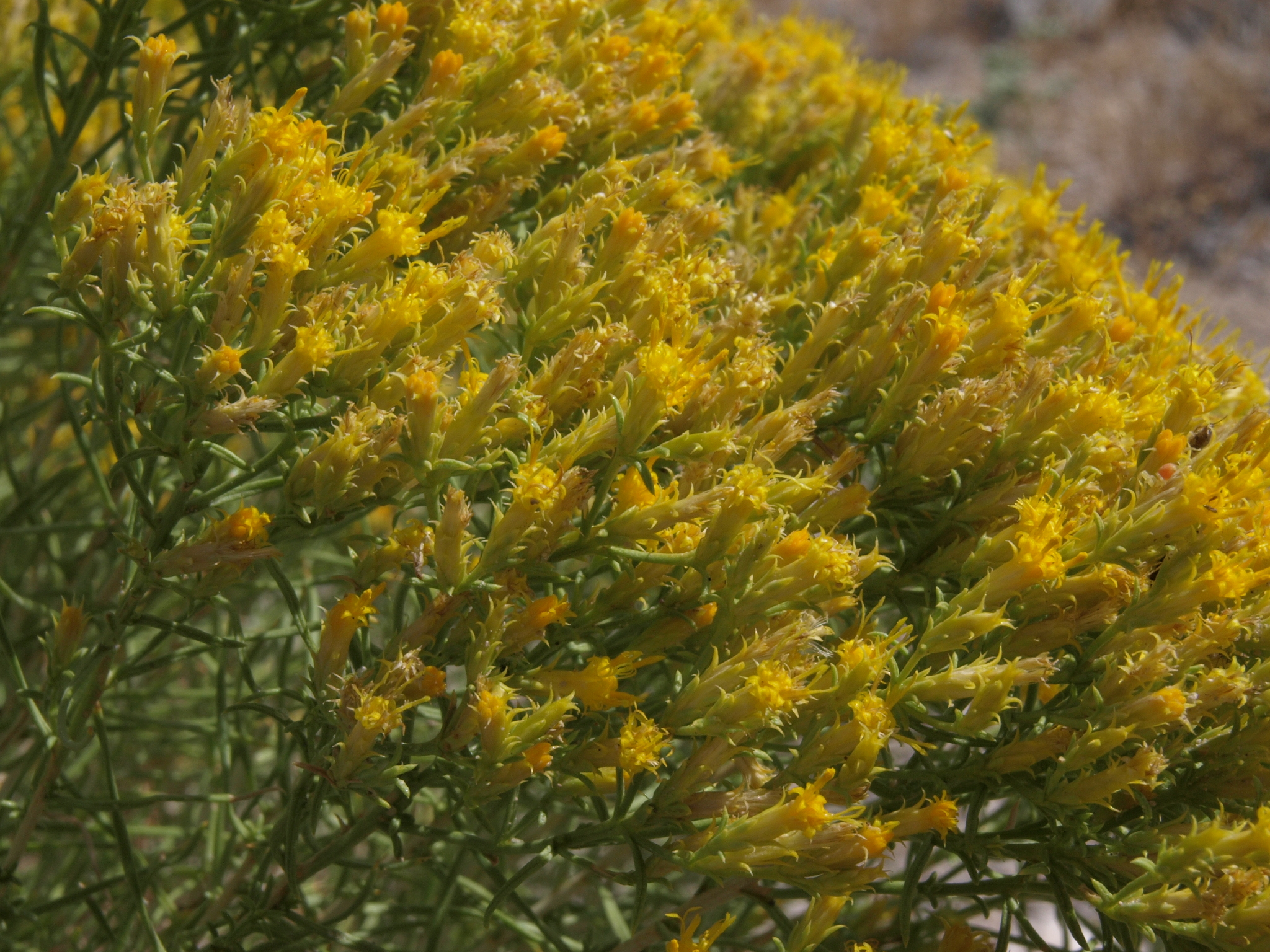 Chrysothamnus greenei