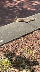 Sciurus carolinensis
