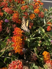 Papilio rutulus