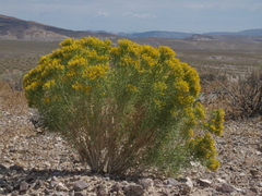 Chrysothamnus greenei