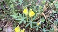 Linaria verticillata