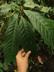 Annona cherimolioides