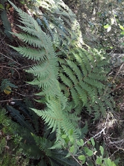Cyathea colensoi