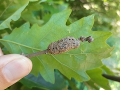 Pseudoneuroterus macropterus
