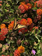 Papilio rutulus