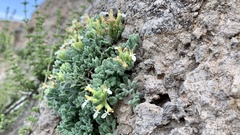 Teucrium rotundifolium
