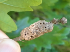 Pseudoneuroterus macropterus